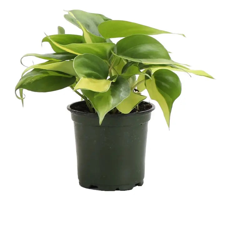 Brazil Philodendron - Brazos Avenue Market 