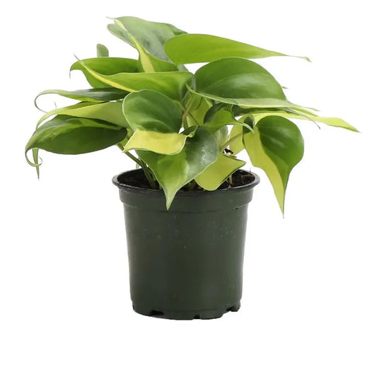 Brazil Philodendron - Brazos Avenue Market 