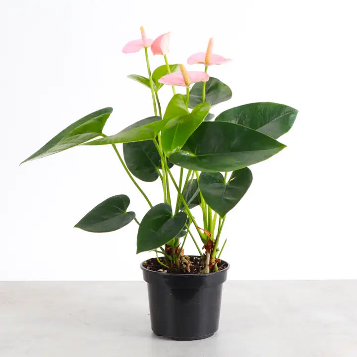 Pink Anthurium - Brazos Avenue Market 