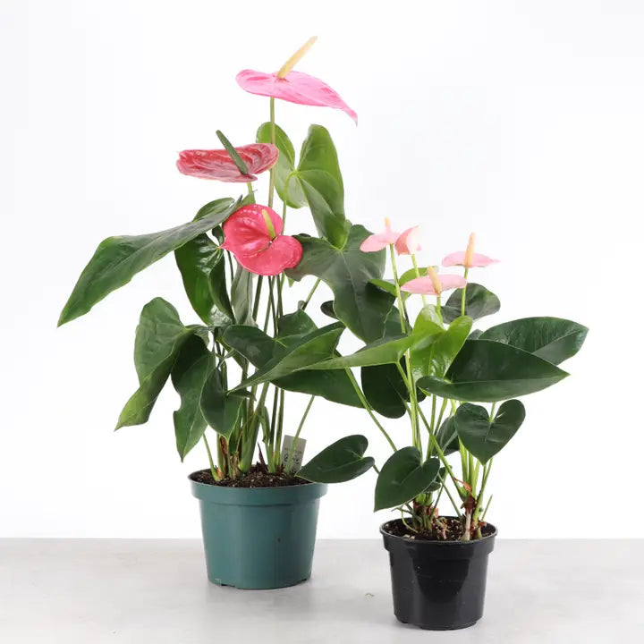 Pink Anthurium - Brazos Avenue Market 