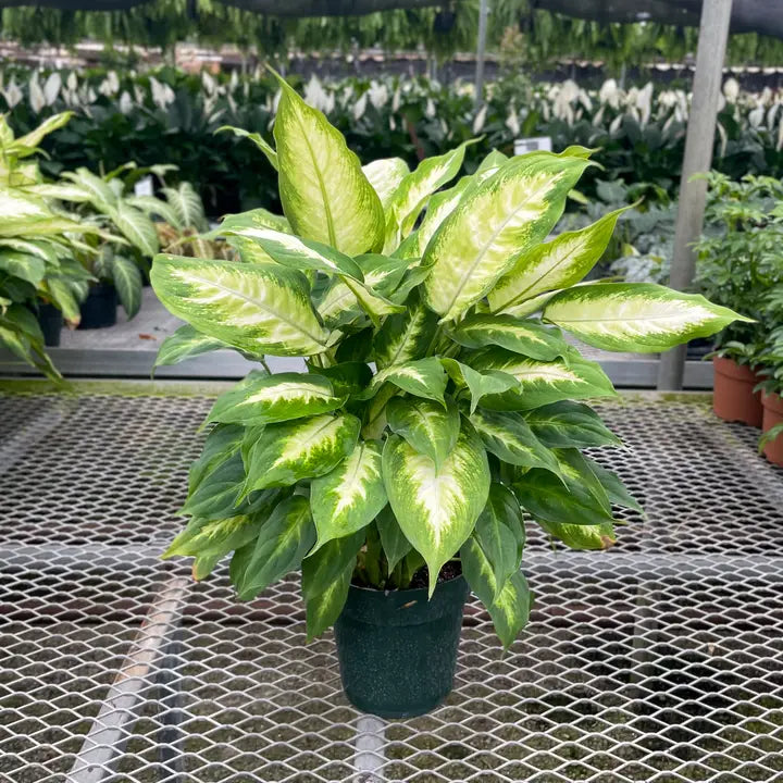 Dieffenbachia - Brazos Avenue Market 