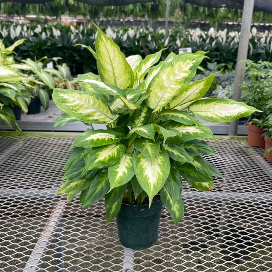 Dieffenbachia - Brazos Avenue Market 
