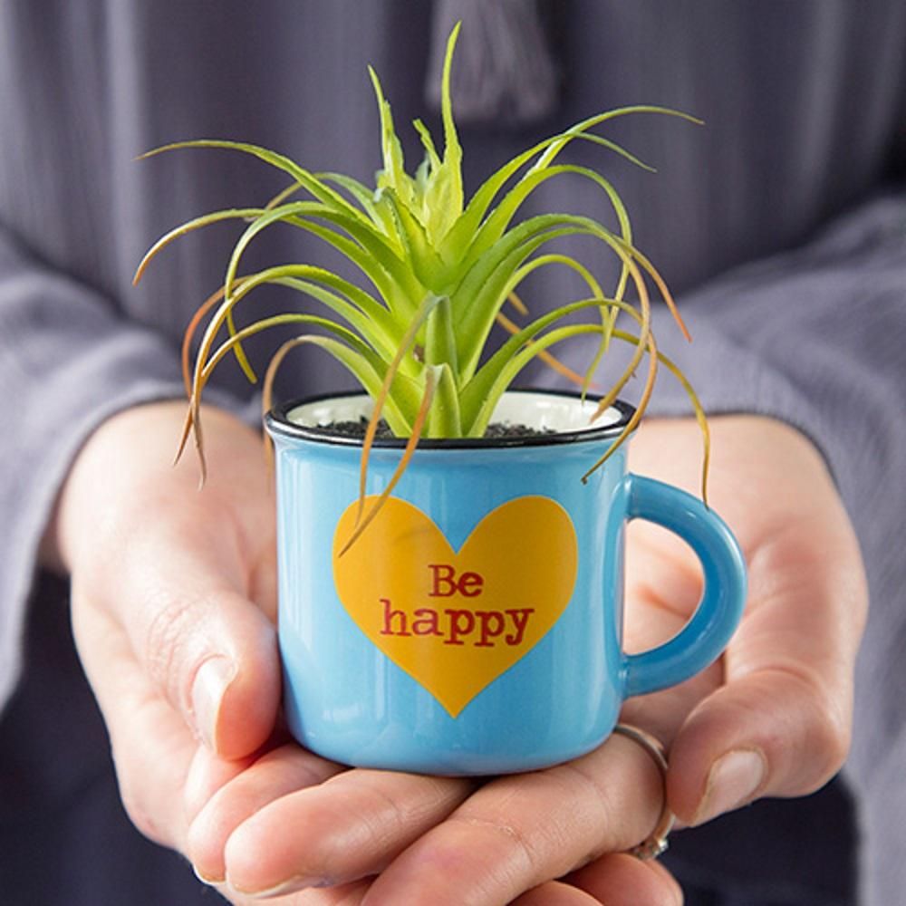 Be Happy Mini Mug Plant - Brazos Avenue Market 